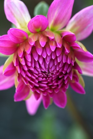 Dahlias Face